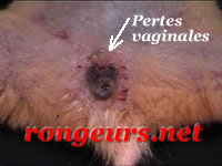 - Tumeur Utrine: Adnocarcinome du hamster Hamsy_Tum_ut_03-2
