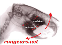 Malocclusion des molaires chez le Cochon d'Inde Cob_Malloc_rad