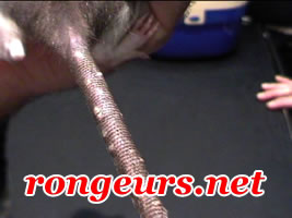 ratoux crouteux 2 Rat_gal_noto1