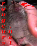 Gale Notoedrique du rat Rat_gale_Notoedres0