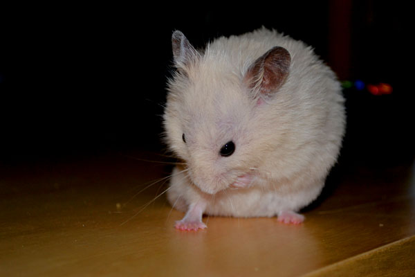 Diffusion - [Hamster syrien] Wilo, couleur ivoire (69) Male1