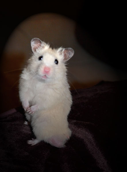 Diffusion - [Hamster syrien] Wilo, couleur ivoire (69) Male2