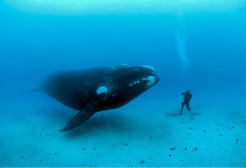 .::Rorcual Enano o Tropical Whale_diver_wow1