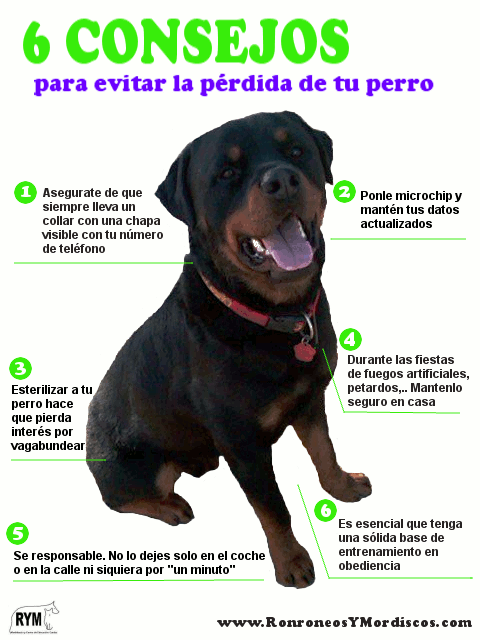 *(2013) RYM-CONSEJOS: Para evitar la pérdida de tu perro  Evitar-P%C3%A9rdida-Perro