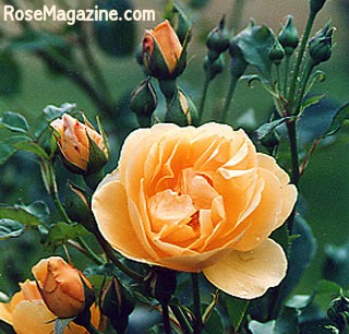 ادخل يمكن يكون فى رساله ليك............!!!!! Rose5