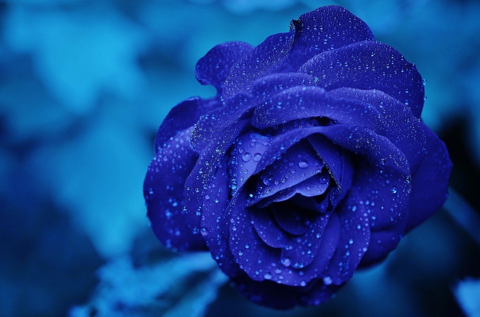 الازرق عشقا لا ينتهي .....فيري تيل..... Blue-romantic-rose