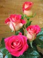 les fleures Rose-alterego-tg