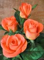 les fleures Rose-orange-tropical-tg