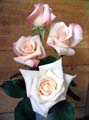 les fleures Rose-rose-anna-tg