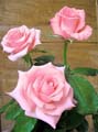 les fleures Rose-rose-noblesse-tg