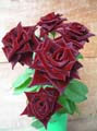 les fleures Rose-rouge-black-baccara-tg