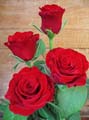 les fleures Rose-rouge-miss-paris-tg
