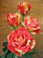 les fleures Rose-rouge-papagayo-tg