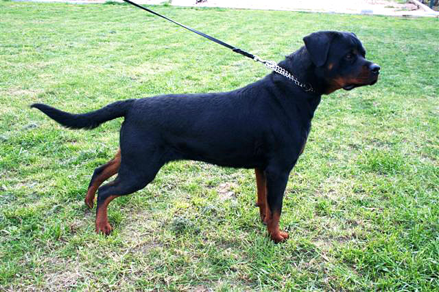 Rottweiler <3... Orka-01