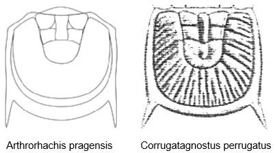 A - Diagnose de la famille des Metagnostidae Fossiles_03uqkp85e694ms7tval4