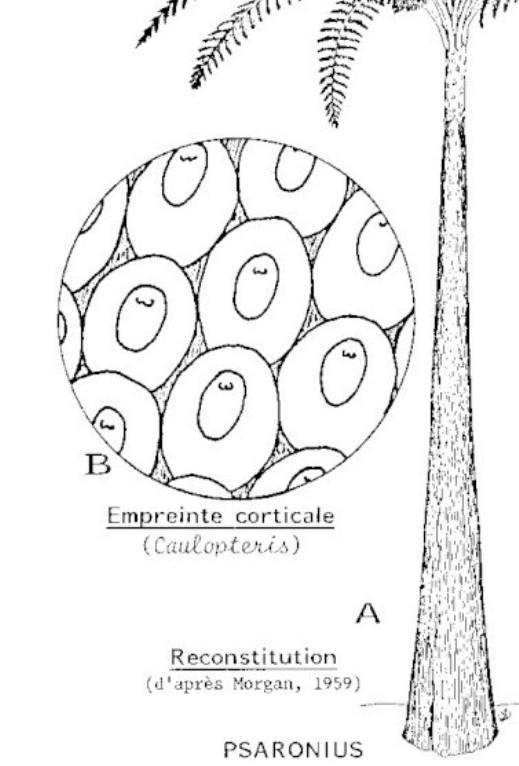 Structures et bois fossiles Fossiles_1y0gsp7fyqj1m6v6hkvl