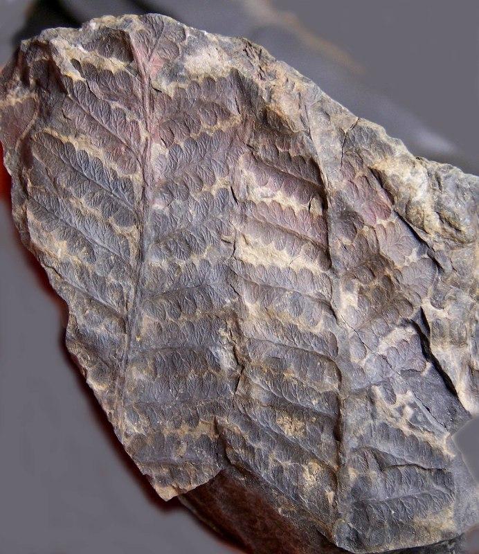 Oligocarpia Goeppert , 1841. Fossiles_3pe4htngym7scycq39zr