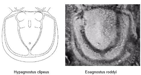 A - Diagnose de la famille des Spinagnostidae Fossiles_5yq9wwx6pzt7usfxq5r4