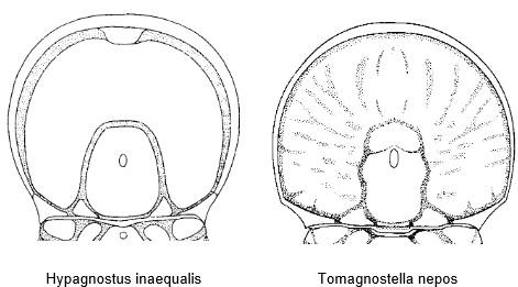 A - Diagnose de la famille des Spinagnostidae Fossiles_7zk3y1cmunr42gk064jn