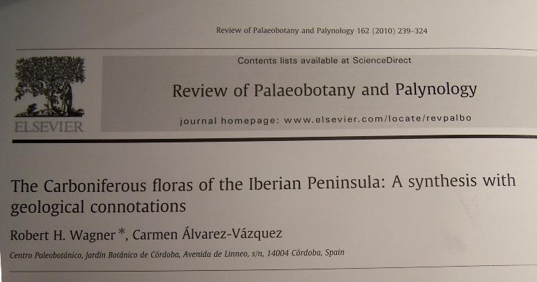 Neuropteris (Brongniart ) Sternberg , 1825. Fossiles_8hc0bl2tba5z45l6uhsw