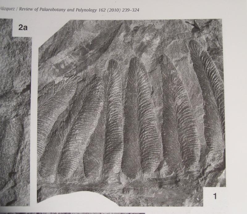 Neuropteris (Brongniart ) Sternberg , 1825. Fossiles_8r4h4gmu7zlvj2j0g13w