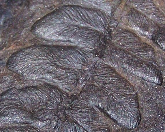 Callipteridium   Weiss , 1870 . Fossiles_9r5ftkp04vz41bs069ys