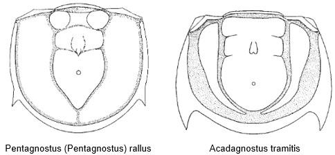 A - Diagnose de la famille des Peronopsidae Fossiles_agmz1h5k43ugb8a6uscv