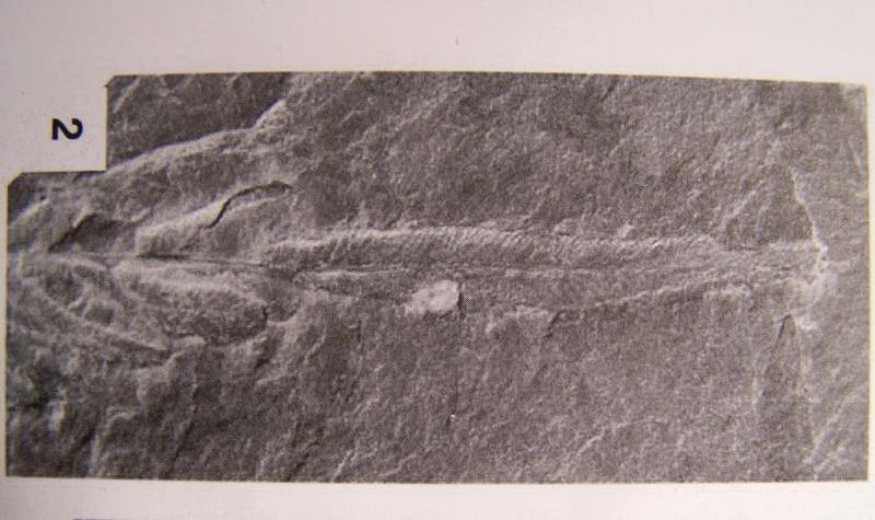 Neuropteris (Brongniart ) Sternberg , 1825. Fossiles_cxn93wc03at56jzz17rv