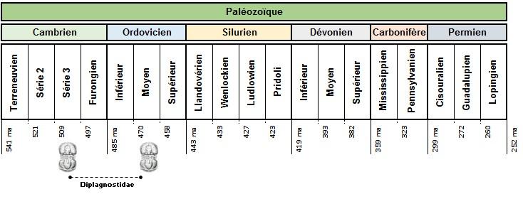 A - Diagnose de la famille des Diplagnostidae Fossiles_d59vcrrlnebfzp0yhw8l