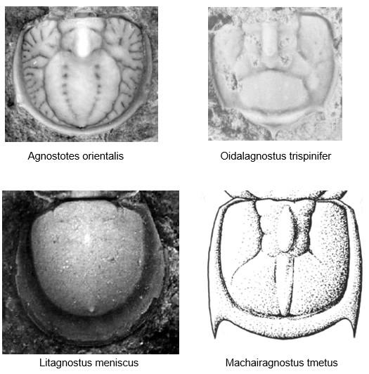 A - Diagnose de la famille des Diplagnostidae Fossiles_j4tr2glqwe65mzhxtyl3