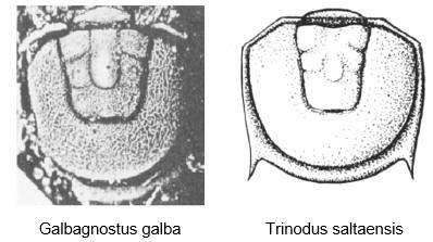 A - Diagnose de la famille des Metagnostidae Fossiles_lfh02smpd0wlrt574z8v