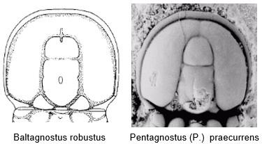 A - Diagnose de la famille des Peronopsidae Fossiles_lwqv6r0dwe4hfd7v69zs