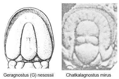 A - Diagnose de la famille des Metagnostidae Fossiles_mbqz4vx3p2zwkylrvnd3