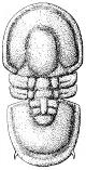 A - Diagnose de la famille des Metagnostidae Fossiles_pgd49cf8z716aldg6exp