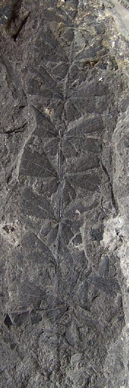 Sphenophyllum Koening , 1825. Fossiles_pja0sbrqegqh7afvwufn