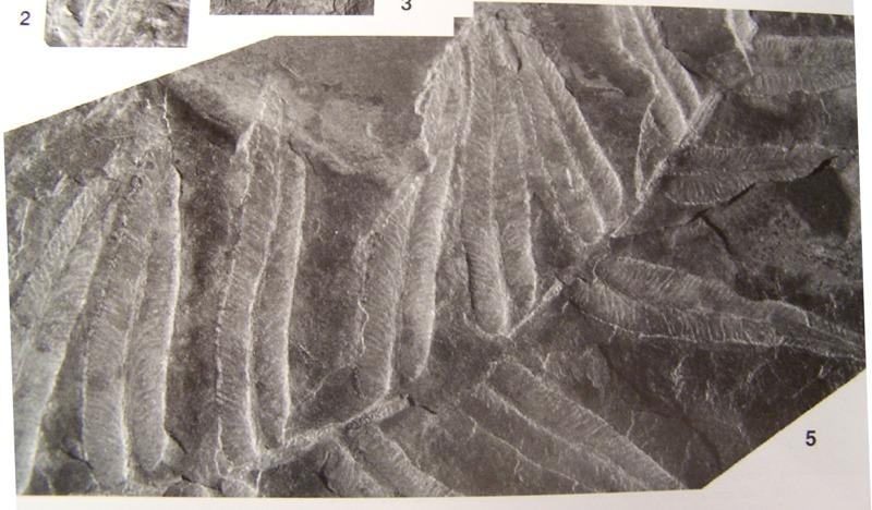 Neuropteris (Brongniart ) Sternberg , 1825. Fossiles_s2umm6h1ha9bdf56lnja
