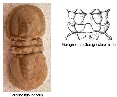 A - Diagnose de la famille des Metagnostidae Fossiles_s94ku1w77sfxa5n5tvby