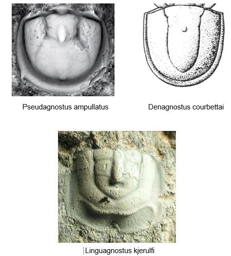 A - Diagnose de la famille des Diplagnostidae Fossiles_sn7d995en6kaf8rulp2c