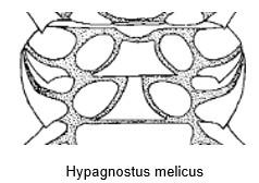 A - Diagnose de la famille des Spinagnostidae Fossiles_svl2z0kj6bewatd7ua2q