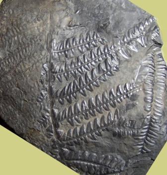 Callipteridium   Weiss , 1870 . Fossiles_v9n0gqg8xkn2wdydr63z