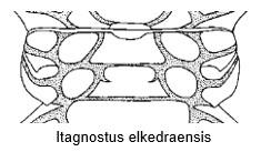 A - Diagnose de la famille des Peronopsidae Fossiles_y22lkwshpgkmf7rahbc9