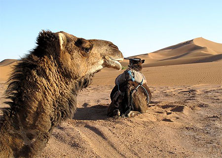 الساده الاعضاء تعالوا بطائره sheto نشاهد ارض المغرب Pt78024