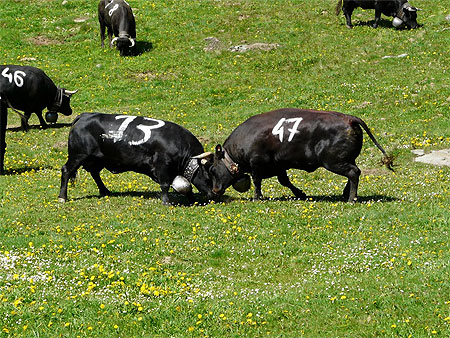 Chez nous on as pas des vaches mais des reines!!! Pt117568