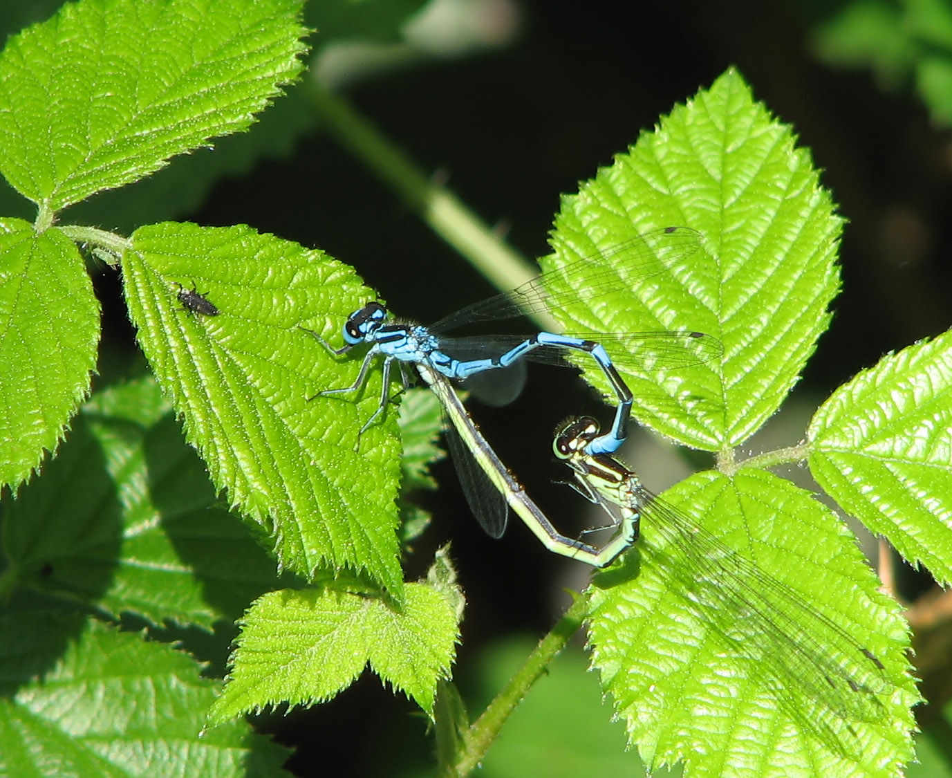 Insects introduction- Dragonflies and Damselflies CoenagrionPuella-AzureDamselflyMaleAndFemale2