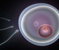 SCIENCES EXACTES Une_etape_importante_vers_des_spermatozoides_artificiels