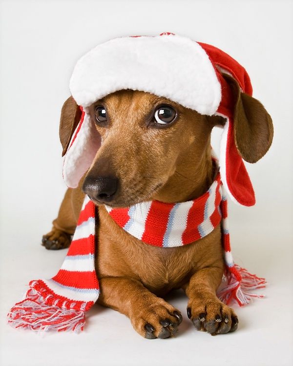 Cold Weather Safety Tips for Your Pet (Great Photo!) Dog_Cold_Weather