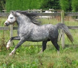 The Silver Stallion Ryan-web1