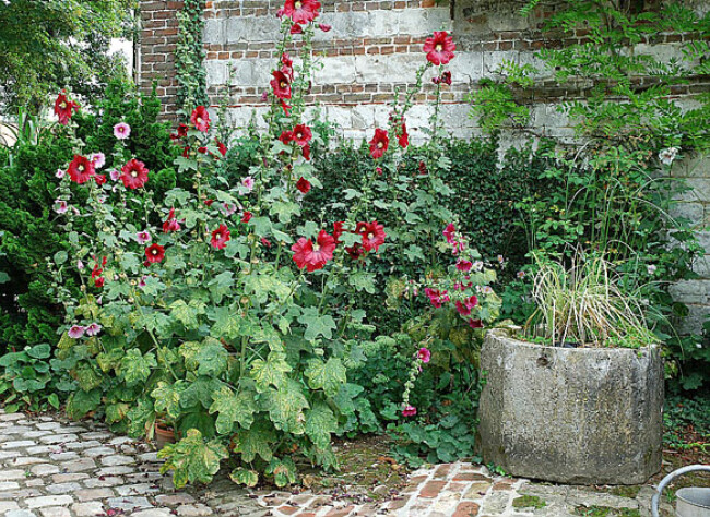 les roses trémière en mélange!fleur - Page 2 Fm060811-003-l650-h474-c