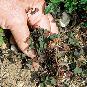 .jardinetsaisonsfleur Oxalis