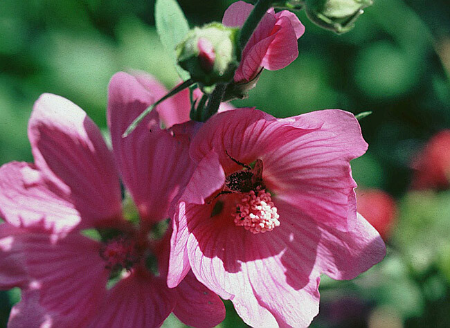 les roses trémière en mélange!fleur - Page 2 Rose-tremiere-l650-h474-c